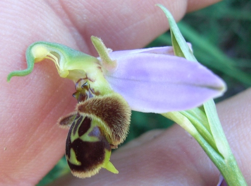 Ophrys apifera?